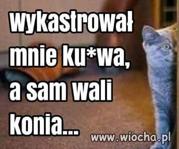 Kot...