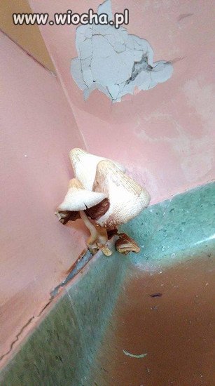  Szpital w Pile-sezon na grzyby rozpoczęty