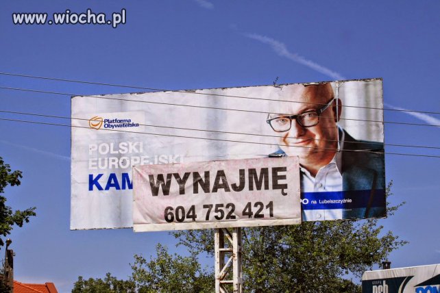 Misiu ponownie do wynajęcia.