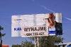 Misiu ponownie do wynajęcia.