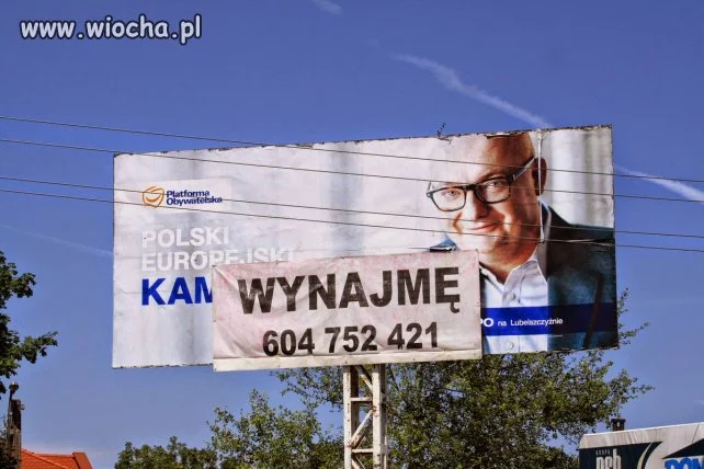 Misiu ponownie do wynajęcia.