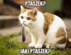 Ptaszek