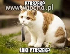 Ptaszek