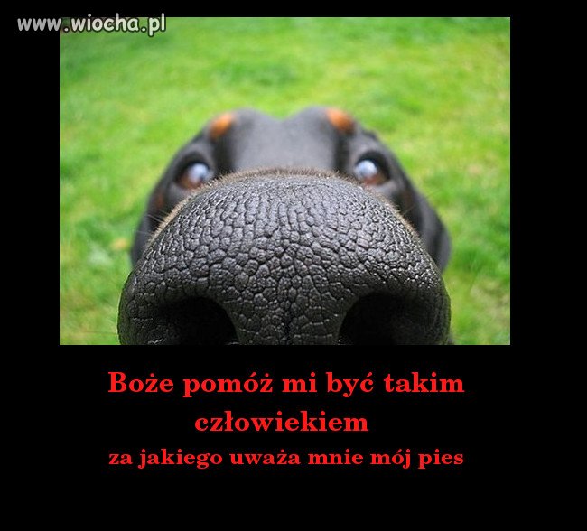 Przyjaciel
