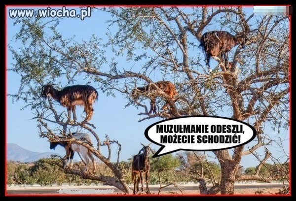 Kozy też mają problemy