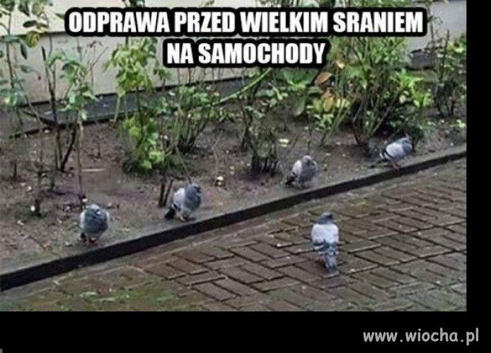 Odprawa