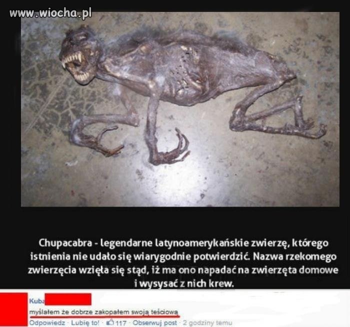 Za płytko zakopał
