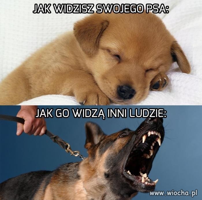 Twój pies