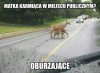 Matka Karmiąca w miejscu publicznym.