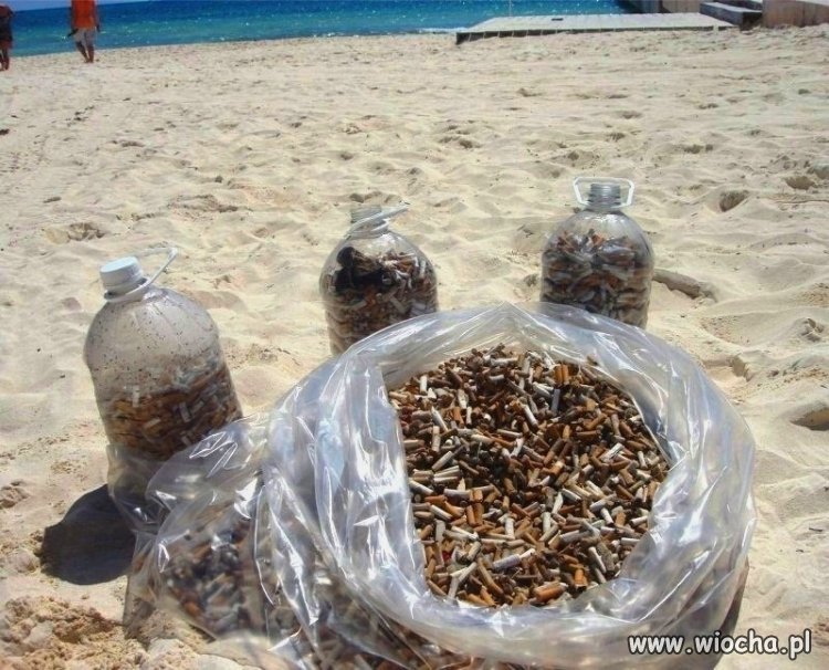 Petunie plażowe