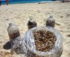 Petunie plażowe