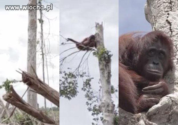 Przerażony orangutan przytula się do...ostatniego ocalałego 