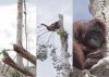 Przerażony orangutan przytula się do...ostatniego ocalałego 