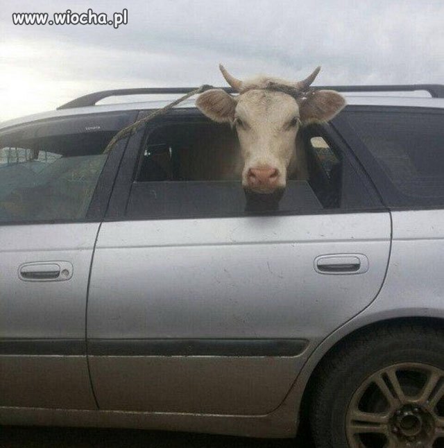 Można?