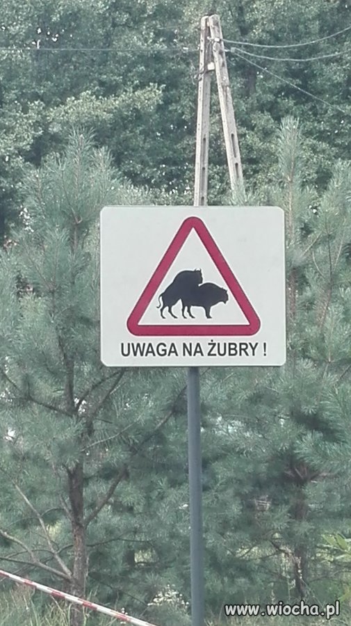 Uwaga na żubry 