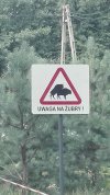 Uwaga na żubry 