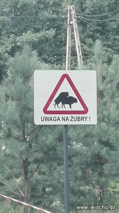 Uwaga na żubry 