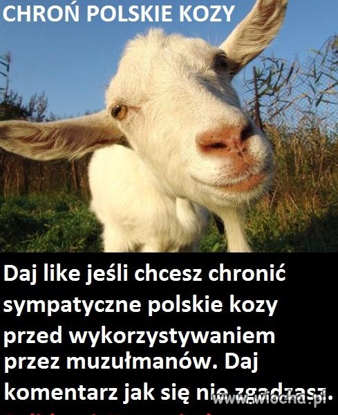 Chrońmy polskie kozy