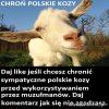 Chrońmy polskie kozy