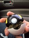 Wabik na pokemony