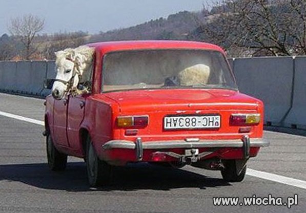 Konik jedzie na wakacje