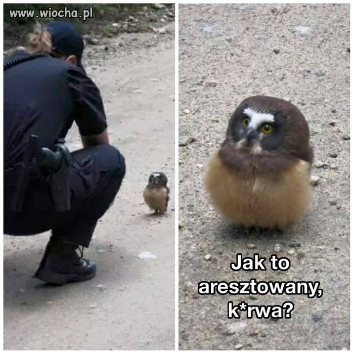 Za sranie w miejscu publicznym...