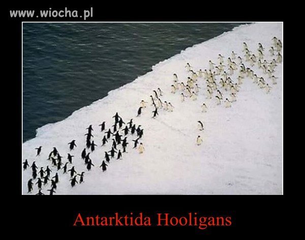 Ustawka