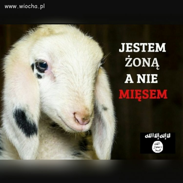 Feminizm po arabsku 