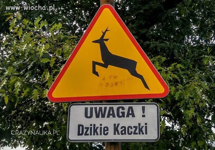 To jest kura