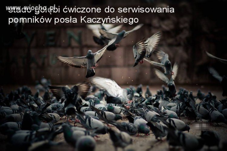 Gołąbki