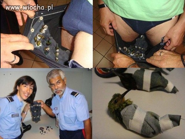 Przemyt kolibrów