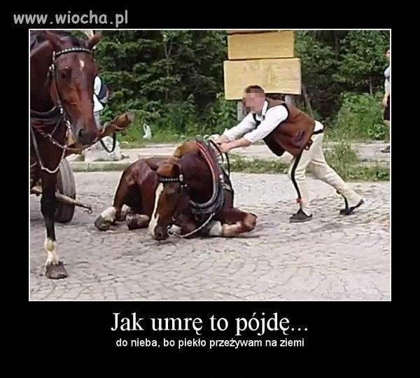 Koń, który padł w drodze do Morskiego Oka 