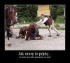 Koń, który padł w drodze do Morskiego Oka 