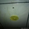 "naturalny" Wc-Picker