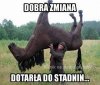 Zamiast koni beda atrapy