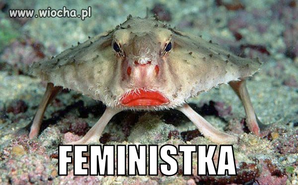 Skojarzanki