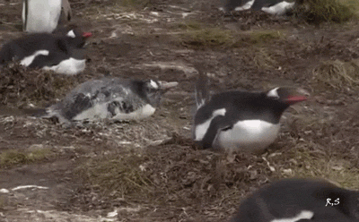 Podobnie jak w naszym sejmie.