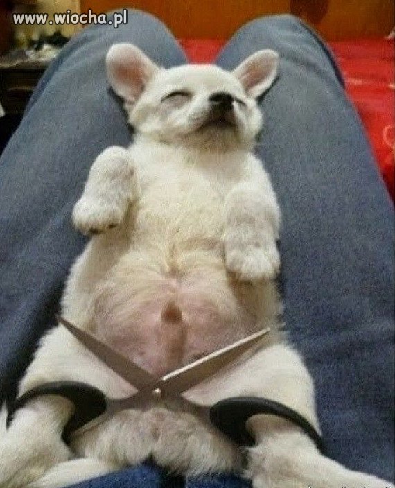 Z cyklu: mój pan to idiota