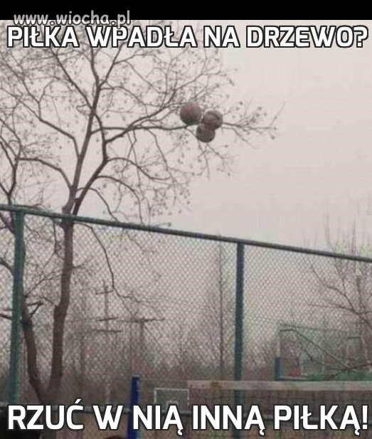 Piłka wpadła na drzewo