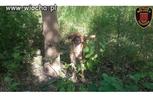Ktoś porzucił psa przywiązanego do drzewa