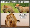 Tylko 1 piwko
