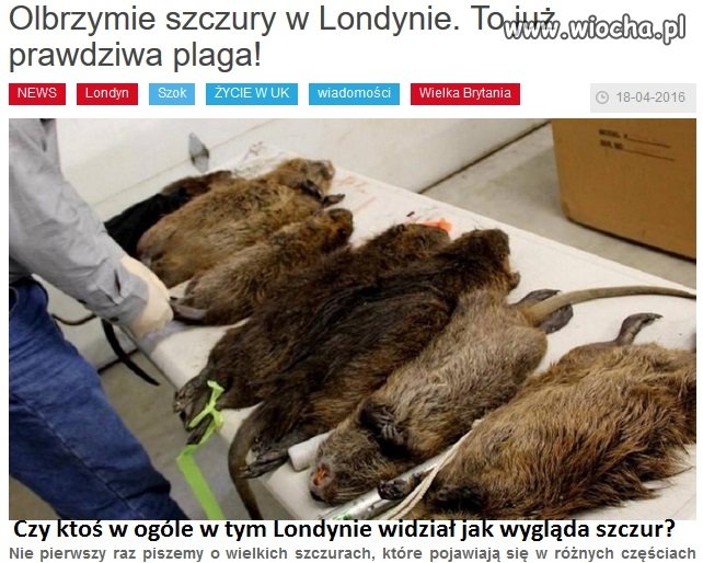 Angielskie "szczury"