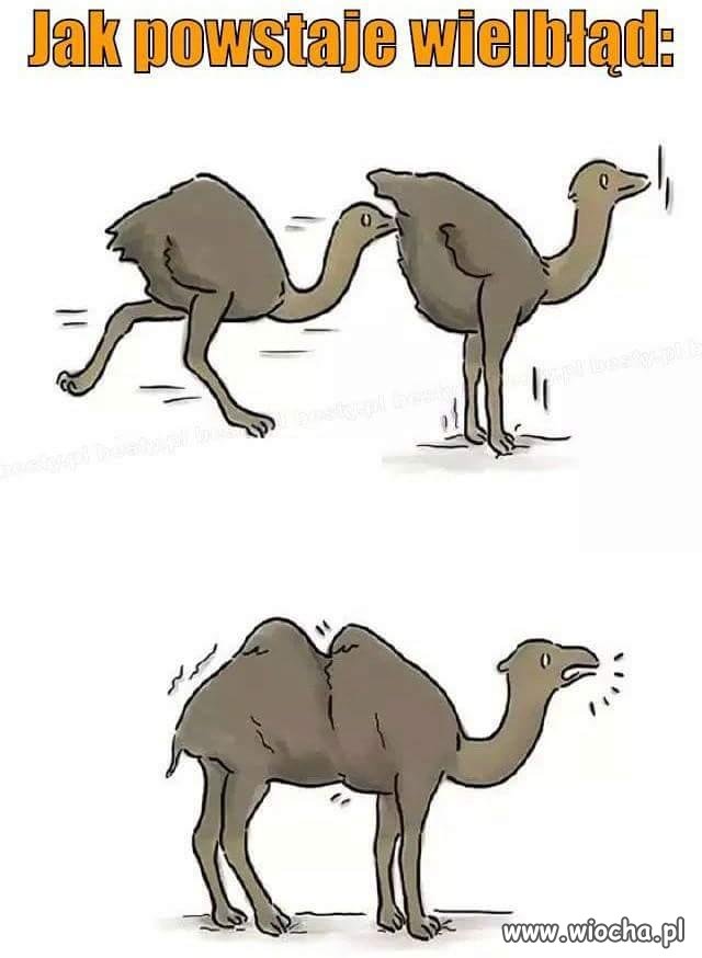 Wielbłąd