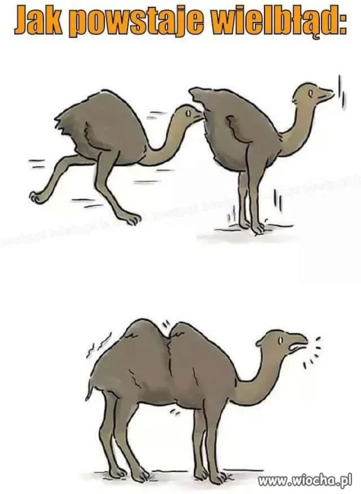 Wielbłąd