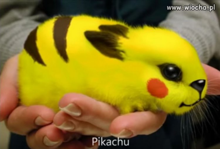 Nowe trendy w zoologii ... ?