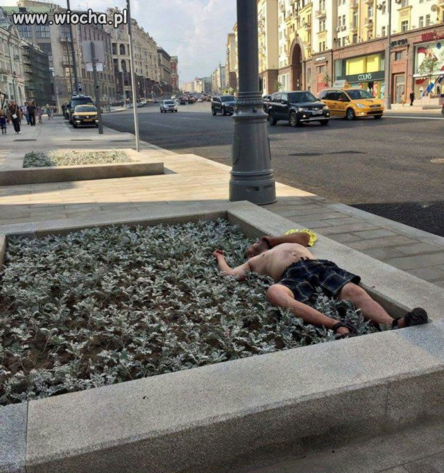Odrobina zieleni
