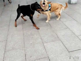 Karate dog