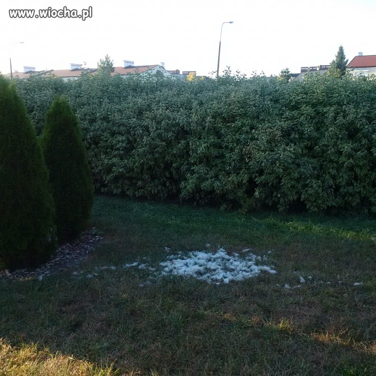 Są ludzie, którzy czeszą psy na trawniku.