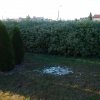 Są ludzie, którzy czeszą psy na trawniku.
