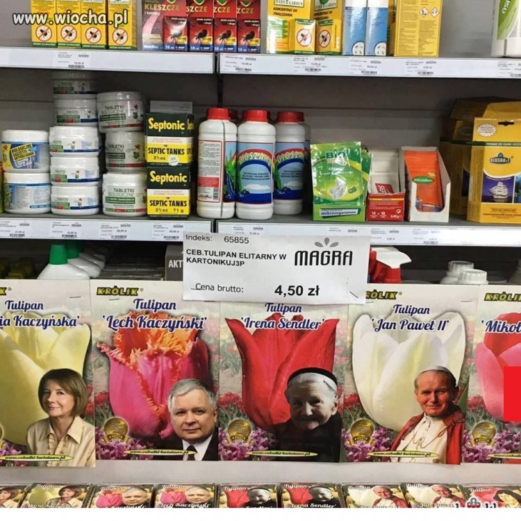 Tulipany - Kaczyńska, Kaczyński, Sendler, JPII
